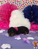 dachshund puppy posted by little paws kennel